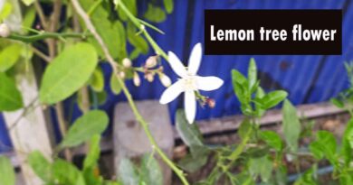 Lemon tree flowers bloom to fruit time and health benefits, A short guide