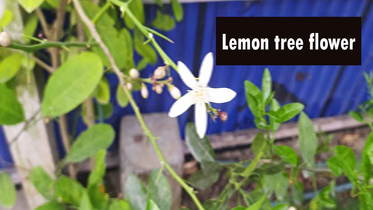 Lemon tree flowers bloom to fruit time and health benefits, A short guide