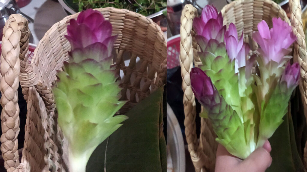 Price of Yaipan Plants rises