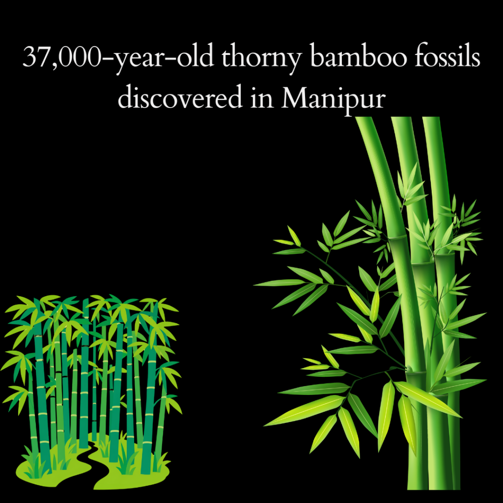 ice age bamboo fossils found in Manipur News 2026
