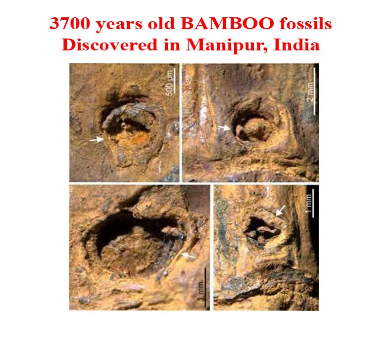 bamboo fossils discovered in Manipur