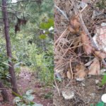 Imphal to waikhong journey , nearby tourist places, km from imphal