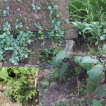 Which vegetables grow in winter in India