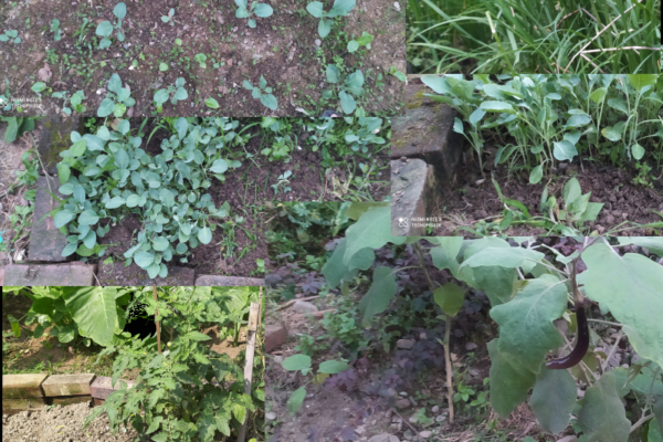 Which vegetables grow in winter in India