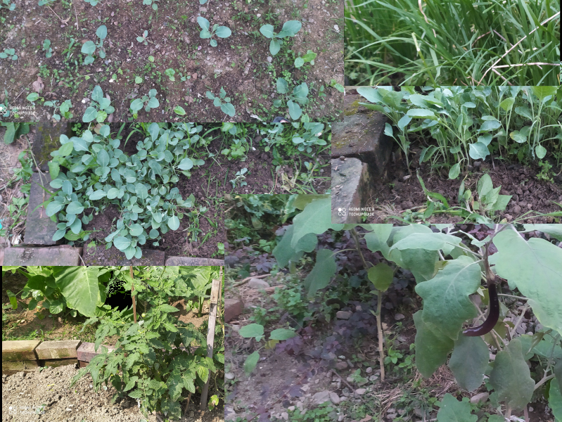 Which vegetables grow in winter in India
